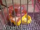 My Hammies