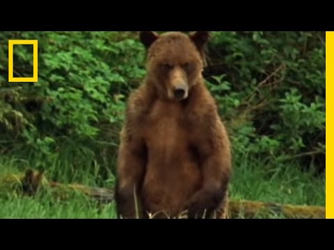 Alaska Brown Bear Trapped