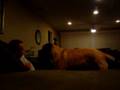 Lucy The English Mastiff playing.wmv