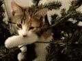 pisi pisi