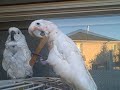 Jake the Goffins Cockatoo & the Popsicle Stick Jake the Goffins Cockatoo & the Popsicle Stick