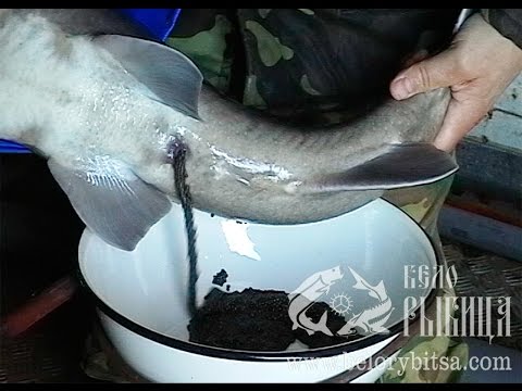 подводное видео осетр подводное видео осетр