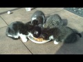 Click here to watch this video Pause gouter des chatons