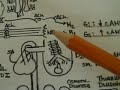 Introduction to Pharmacology Introduction to Pharmacology