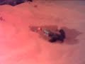 Bearded Dragon Poops ALL OVER!!!!!