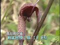 科学映像館 Red Data Plants o(Arisaema thunbergii/ナンゴクウラシマソウ)