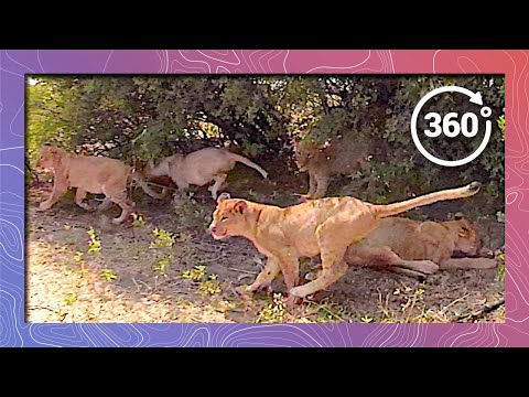 Lion Dining Etiquette in 360 5K | No Assigned Seating - YouTube