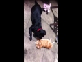 Dog and Cat best friends