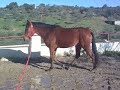 Potro castaño Plasencia 2.mp4