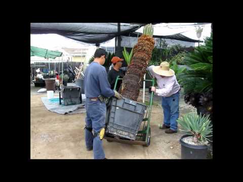 how to transplant baby cycads