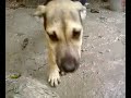 The doggy\