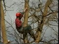 tree work 1994