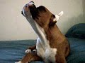 Rocky Howling Rocky Howling