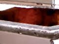 Waste Incinerators