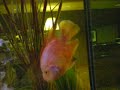 Phamous Pharr Phish