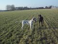 deense dog Aimmy Scooby
