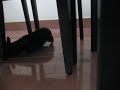Dog playing after bath