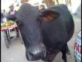 Live from Pahar Ganj: A Where's Bergen Holiday Special!