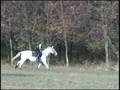 2008 Foxhunt