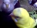 TheBudgieBirds - Yellow budgie get crazy