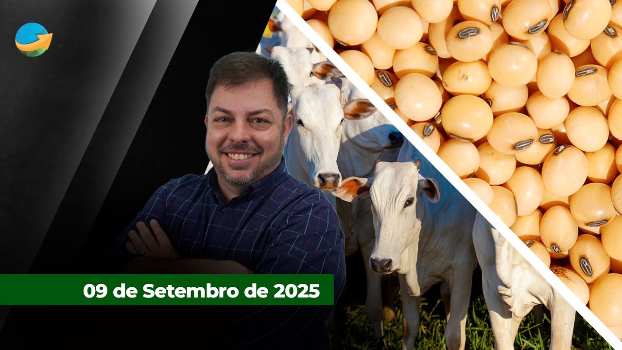 Boi China recua em SP e ágio sobre boi comum é um dos menores do ano. Soja busca ponto de ...