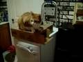 kitty sitting on a box