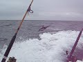 Porpoise