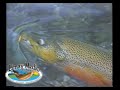 Limay Medio Fly Shop Truchon Piedra del Aguila