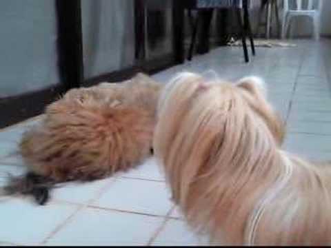 Three Generation of Lhasa Apsos