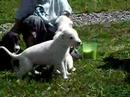 Cangrand, Cealesti, Anubis 3,5 weeks