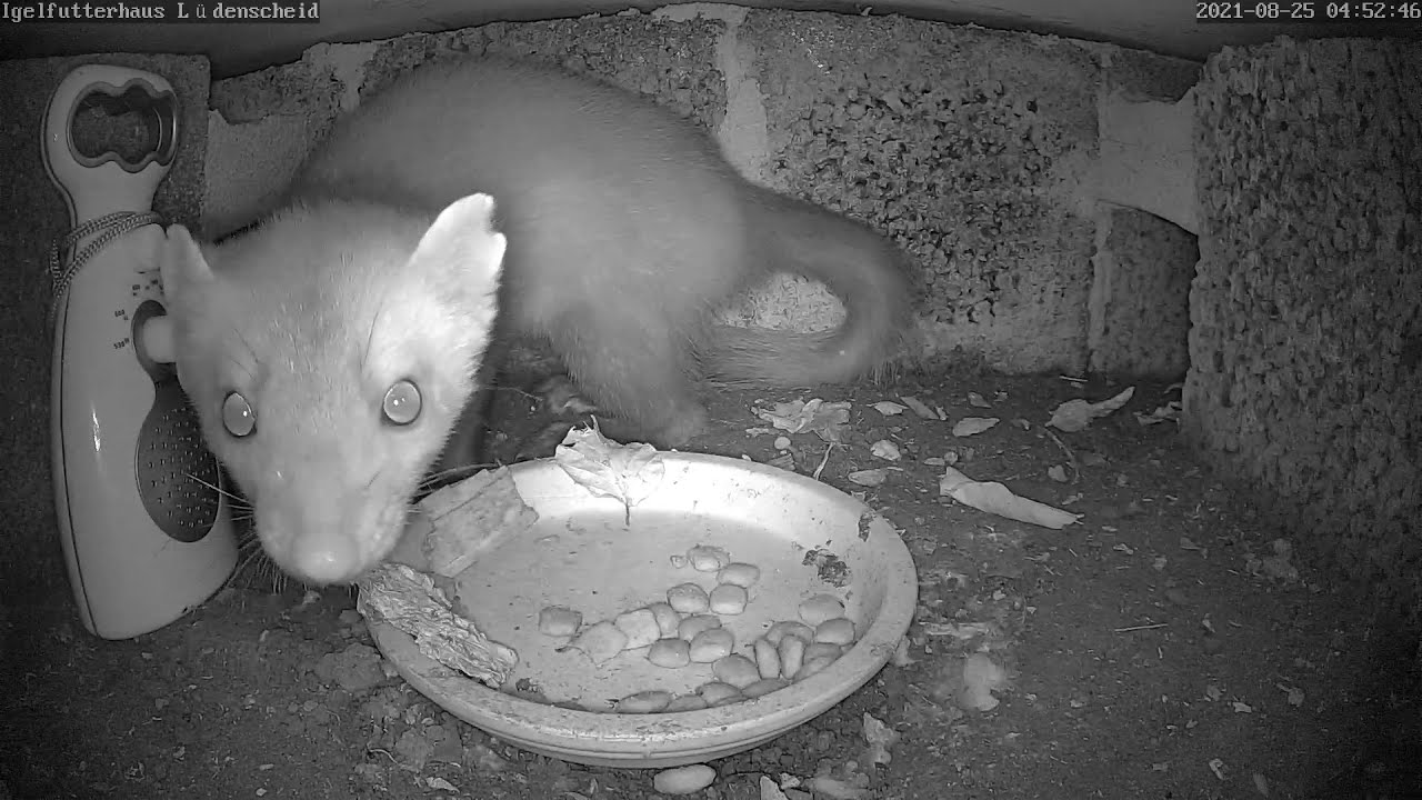 Erneut Marder im Igelhaus | Marten at the hedgehog feeder | 25.08.2021
