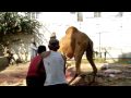 maymar plaza camel qurbani 7.avi