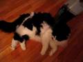 Dust Buster Kitty Dust Buster Kitty