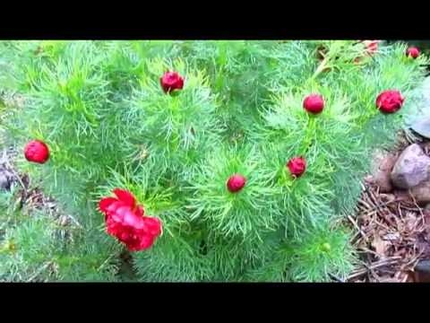 how to transplant fern peonies
