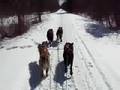 Dog Sledding  four dog team