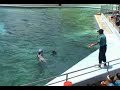 Bayworld Oceanarium Dolphin Show Bayworld Oceanarium Dolphin Show