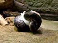 Boa snake VS rabbit Boa snake VS rabbit