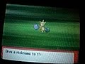 This is my VERY first Diamond/Pearl Shiny Pokemon, the other two on the radar were Skitty with 45, and Smoochum with 40.