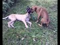 Great dane vs Bull boxer