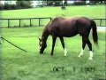 Secretariat's last footage.