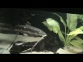 Red Wolf Fish Tank