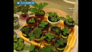 Любителям комнатного цветоводства
