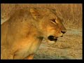 6.1.08 WildEarth PM drive Pieter finds the lioness\ 6.1.08 WildEarth PM drive Pieter finds the lioness\