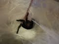 Chilobrachys fimbriatus agressive