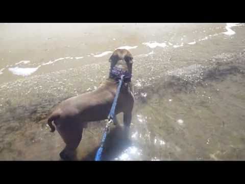 american staffy