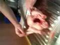 videos de Mr. Kittels Teil 1