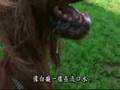 電影-狗狗心事-劍之舞