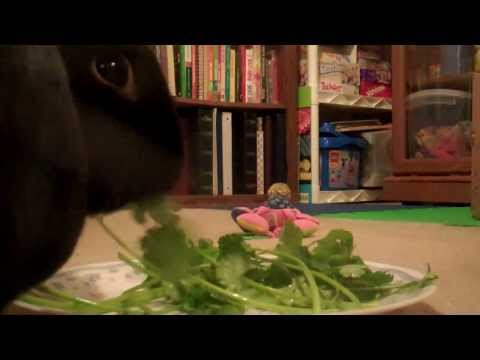 how to take care of a bunny