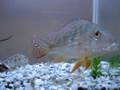 videos de Monc fish tank 1