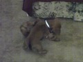 puppy love.AVI